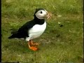 Puffins Fair Isle Scotland