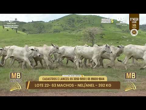 9� MEGA LEIL�O DA MB LEIL�ES