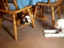 9/17/2008 Jack & Oliver Playing! 3162 9/17/2008 Jack & Oliver Playing! 3162