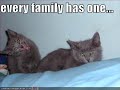 Funny Lolcat Video