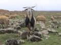 dengbej eli l? cem pez