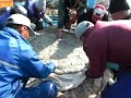 美浜の地引き網２