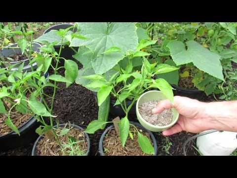 how to get rid of rust fungus on plants