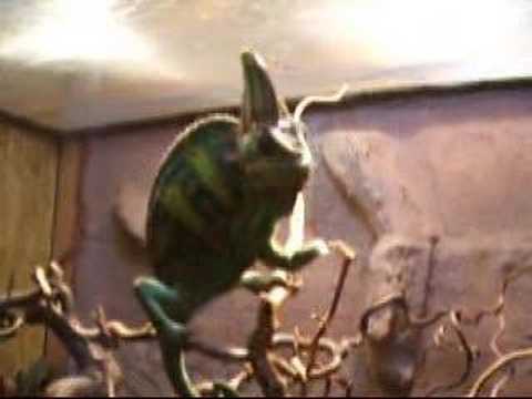 Watch 'ein chamäleon steht bereit'