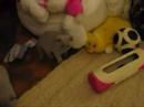 Amazing Aisha*PL - Mimusia Amazing Aisha*PL - Mimusia