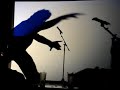 Comedian Steve Moris bohemian rhapsody Comedian Steve Moris bohemian rhapsody