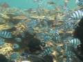 videos de Fiji