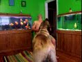 Mastiff howls with man
