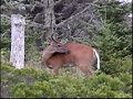 Looking for Deer at Blanche 3 of 3