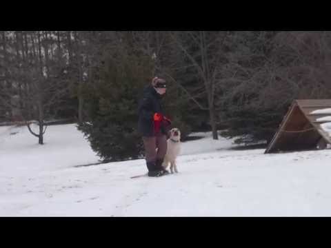 Piper (Labrador Retriever) Boot Camp Dog Training Minnesota