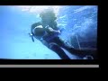 Swimming with Great White Sharks