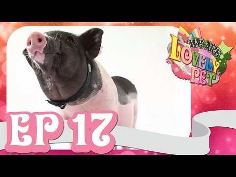 We Are Lovely Pet -
