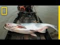 The Elusive Giant Catfish