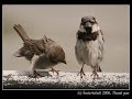 his eye is on the sparrow   jessie colter