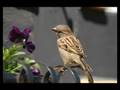 His Eye Is On The Sparrow - Jessie Colter
