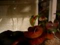 tango drowning mice cornsnake tango drowning mice cornsnake