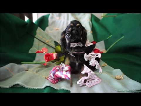 Amelia AKC Black Tan Female Cocker Spaniel Puppy for sale.