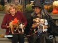 New York City Chihuahua Meetup Group on Martha Stewart-Video