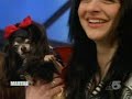 new york city chihuahua meetup group on martha stewart video