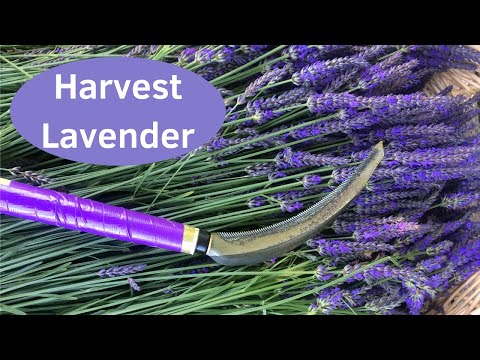 how to harvest lavender