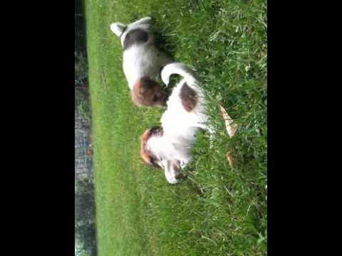 Video cani jack russell terrier