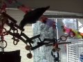 African Grey Parrot Gymnastics