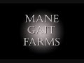 Missouri Fox Trotter Palomino gelding for sale pasture 11-08-09