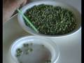 videos de la succhiata del pisello