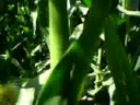 This Corn is awesome,and it smells strange!
