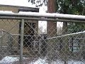 Woodland Park Zoo Seattle 14Dec08 - Giraffe