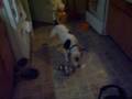 Asia and a laser pointer.
