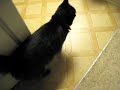 しゃべるねこ、しおちゃんの「ばかやろう」