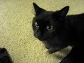 しゃべるねこ、しおちゃんの「ばかやろう」