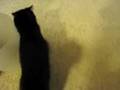 しゃべるねこ、しおちゃんの「ばかやろう」