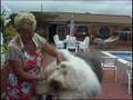Antiguo Perro Pastor Inglés video
