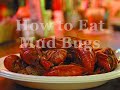 How to eat Mud Bugs