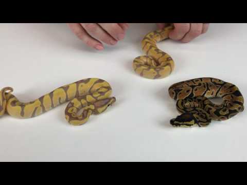 YouTube reptile video