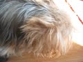 Cute Dogs