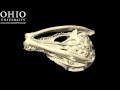conjoined twin crocs two animals become one...within the head! an unhatched egg of a saltwater crocodile (crocodylus porosus; ouvc 10598) revealed conjoined (siamese) twins: 8 limbs, two tails, 2 necks, 2 brains (kinda-sorta), 4 inner ears, and 1 face. for more, check out : www.ohio.edu or snipurl.com