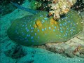 Sharm Liveaboard 2008 Ghazala Voyager sinai divers