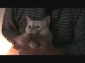 alvin y la guarida ratonil
