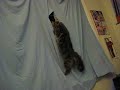 Spider pup