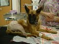 From ditch to new life: A puppy
