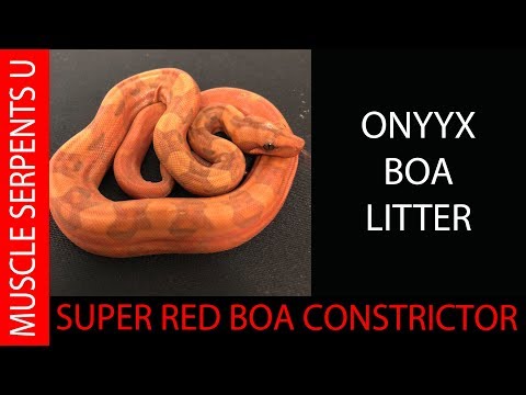 YouTube reptile video