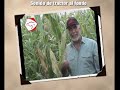 Semilla de Maiz Amarillo Variedad DMR Orituco 1 Mejorado