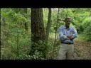 E. O. Wilson on Hurricane Creek