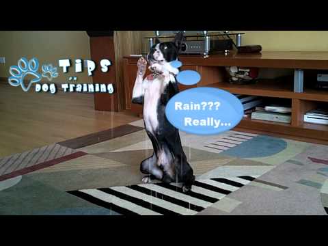 Dog Training Chicago Puppy Obedience Training