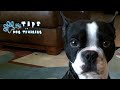 Struggling With Puppy Training? Try Using Some Of These Great Tips http://www.youtube.com/watch?v=_Ke_--27qRQ