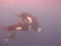 Swimming with Orcas in The Galapagos