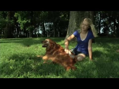 how to eliminate dog dander